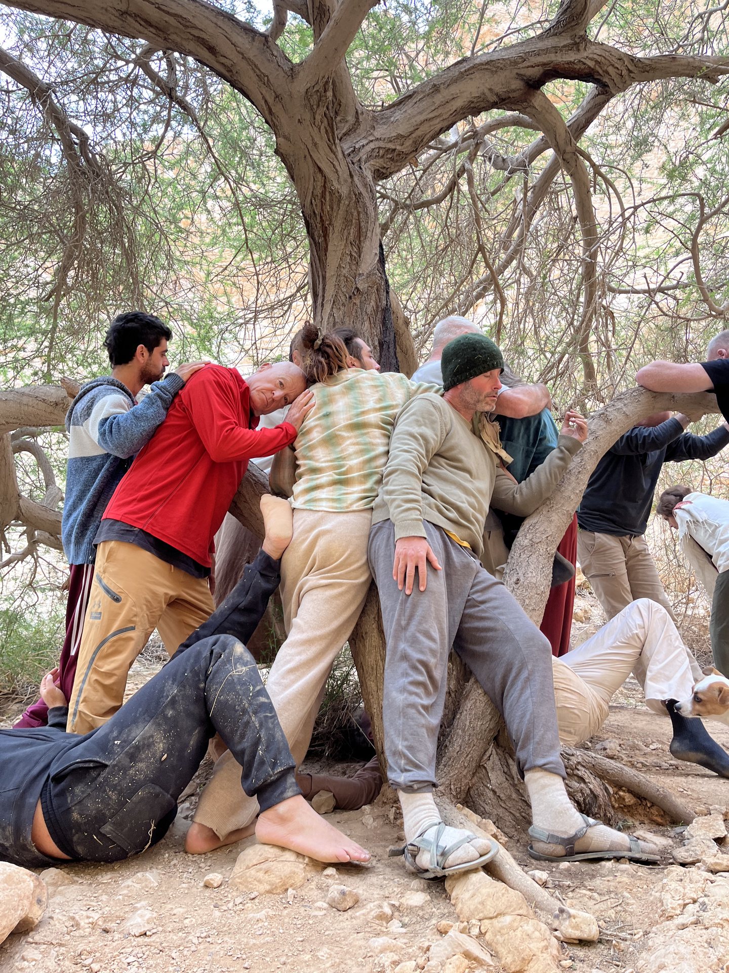 ריקוד קבוצתי סביב עץ השיטה