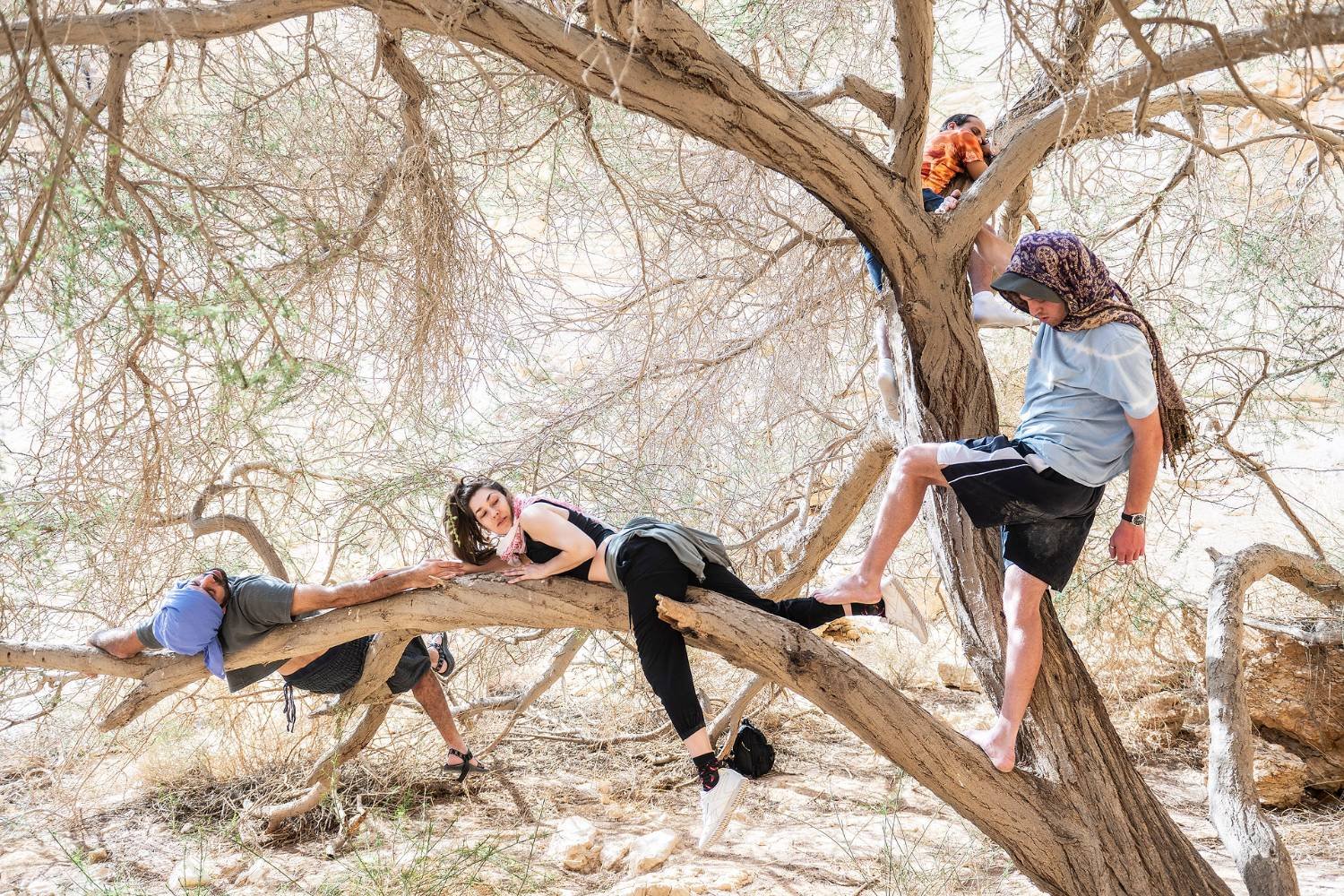 מנוחה על ענפי השיטה